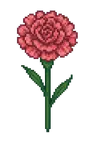 Carnation